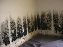 Image of Mold and Air Testing Tuck Home Inspection